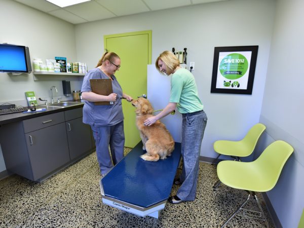 The veterinarian examining a Golden Retriever puppy while the owner looks on