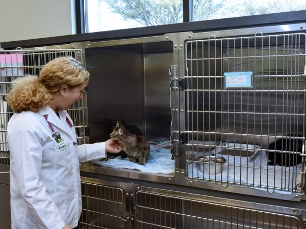 The veterinarian petting a brown cat that is recovering in a kennel