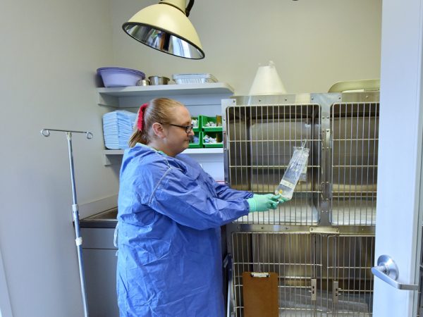 A team member setting up an IV drip