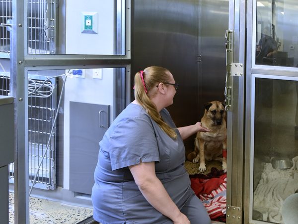 A team member petting a dog who is in once of the kennels recovering