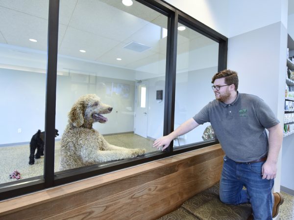 A team member smiling at a large fluffy beige dog who is playing in the boarding area