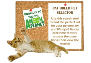 cat breed selector