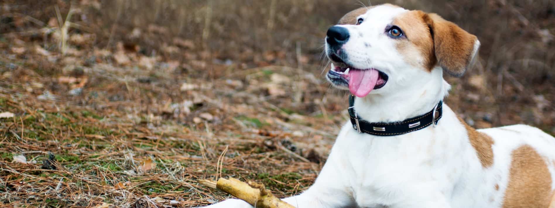A medium sized white and brown dog laying down in the grass with his tongue hanging out