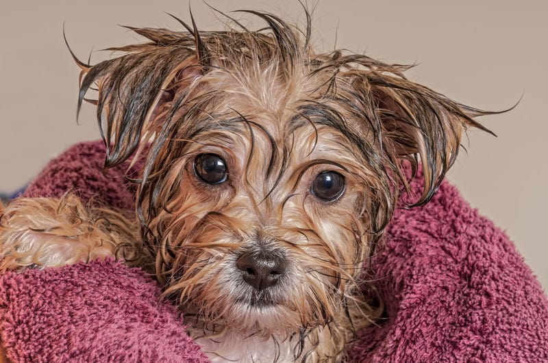 Pet Grooming in Memphis TN