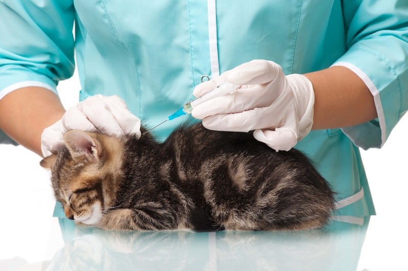 Pet Vaccinations in Memphis TN